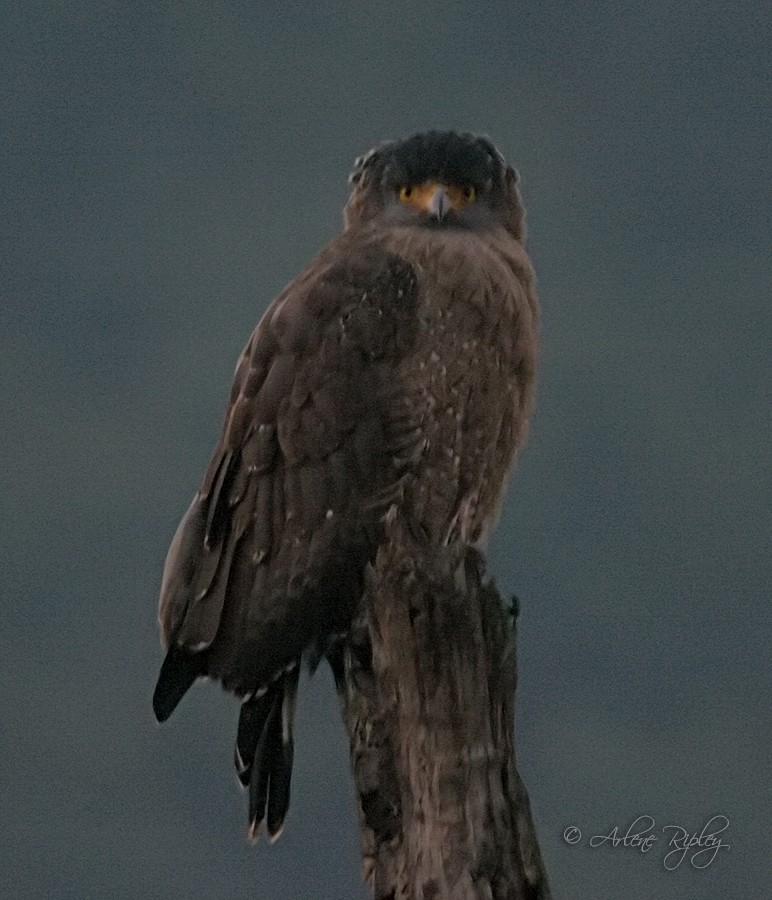 Crested Serpent-Eagle - ML45599421