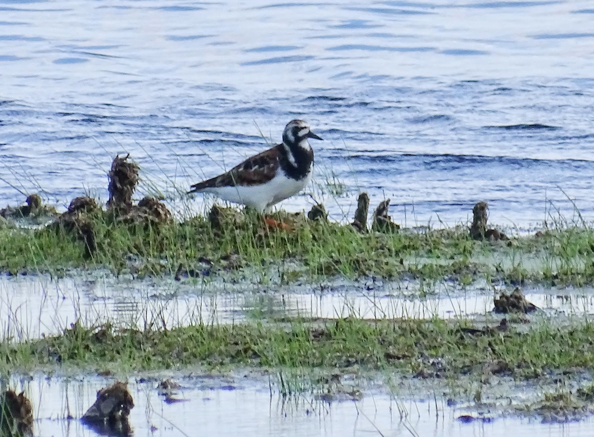 Ruddy Turnstone - ML455994621