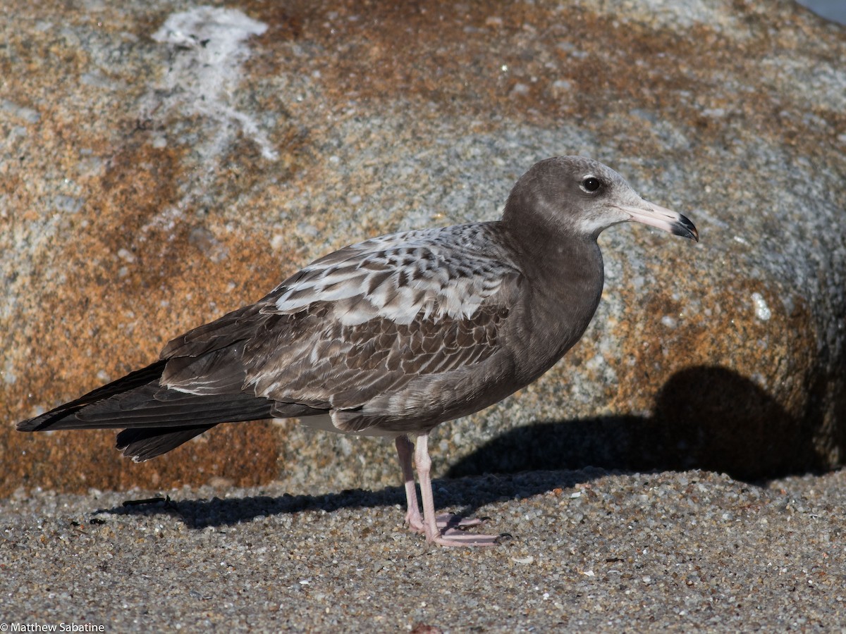 Black-tailed Gull - matthew sabatine