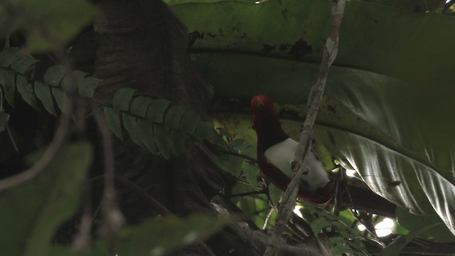 King Bird-of-Paradise - ML455996