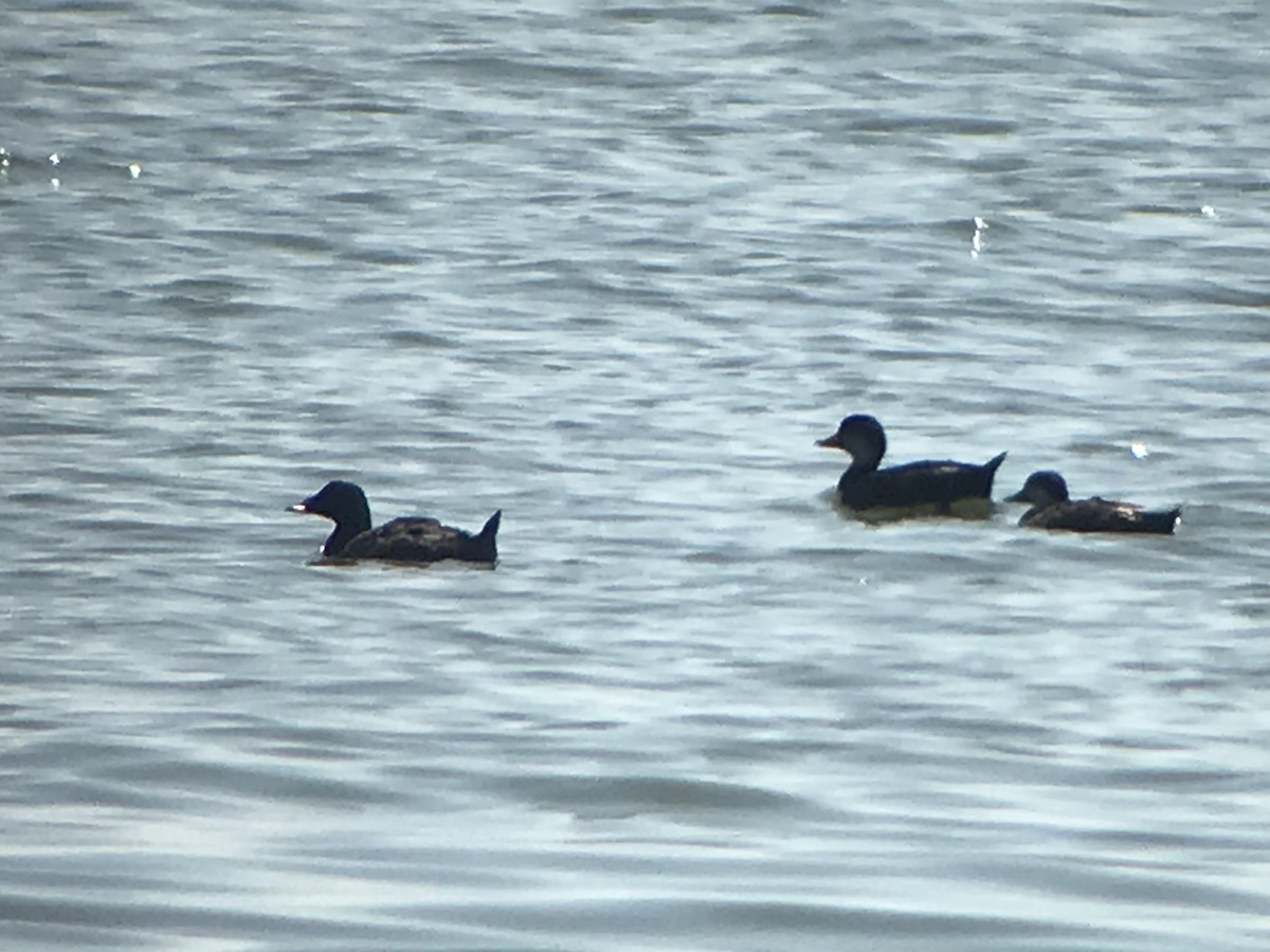 White-winged Scoter - Jason Horn