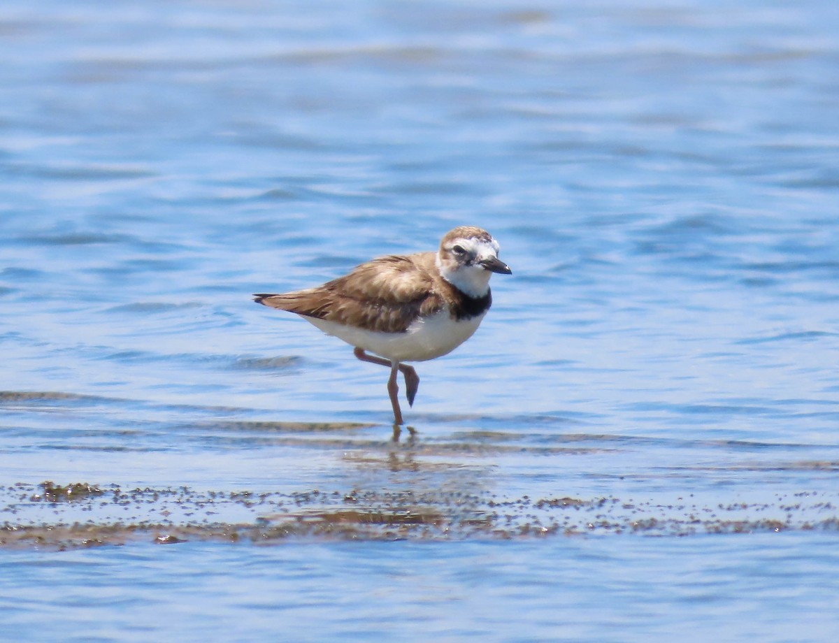 Wilson's Plover - ML456001401