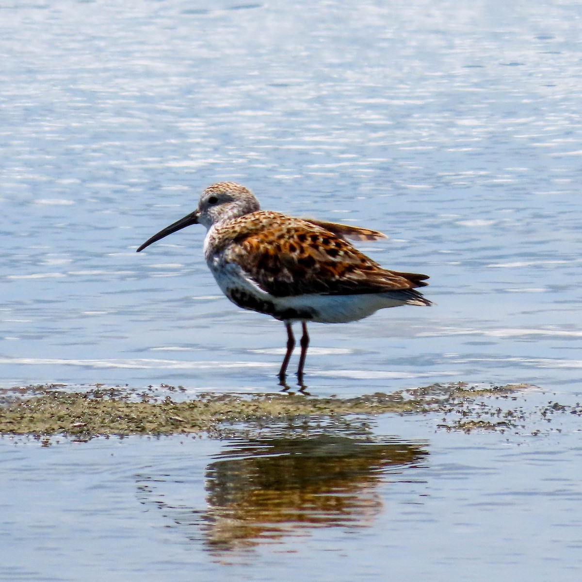 Dunlin - ML456001601