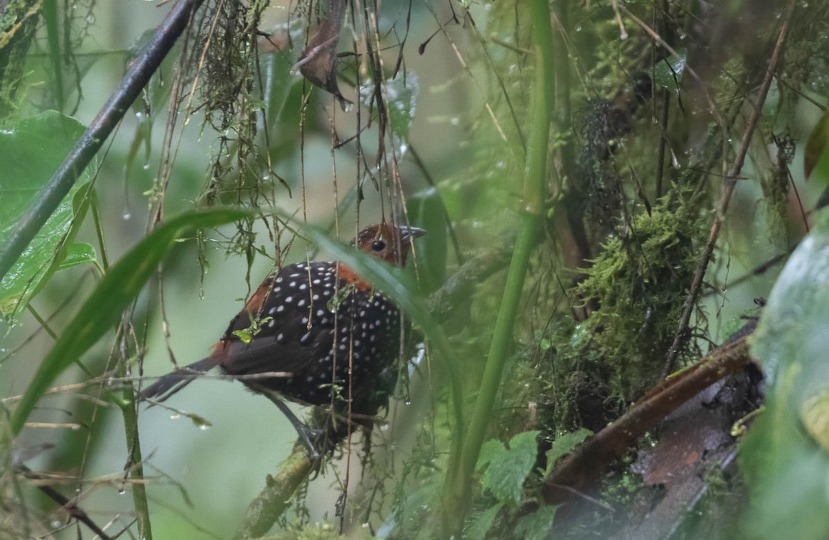 Ocellated Tapaculo - Brad Murphy