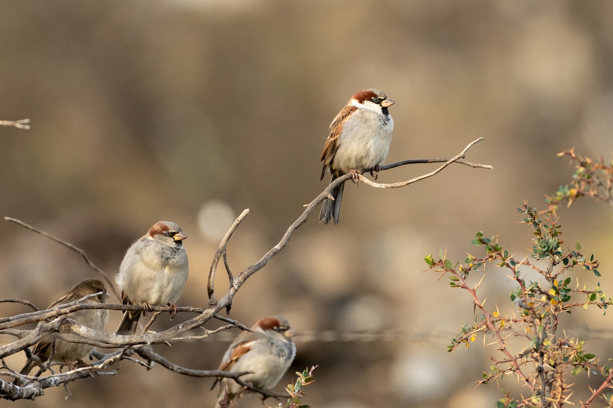 House Sparrow - Jorge Lopez Moreno