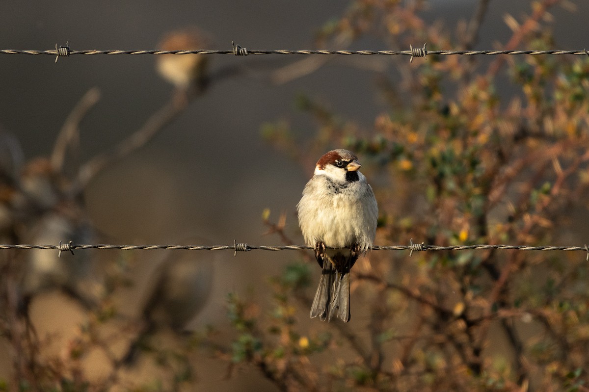 House Sparrow - Jorge Lopez Moreno