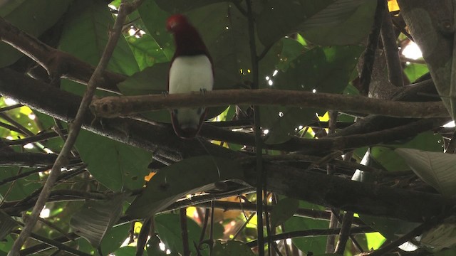 King Bird-of-Paradise - ML456005