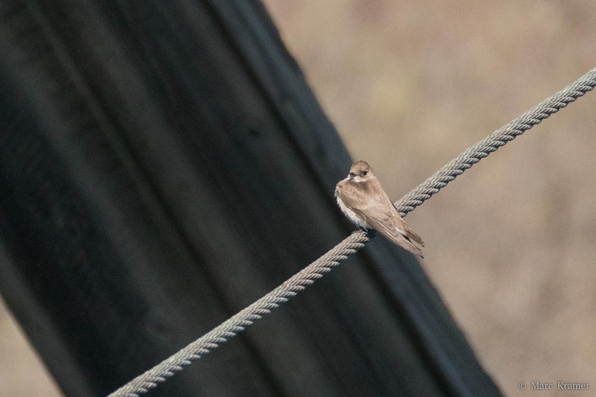 Hirondelle à ailes hérissées - ML456005771