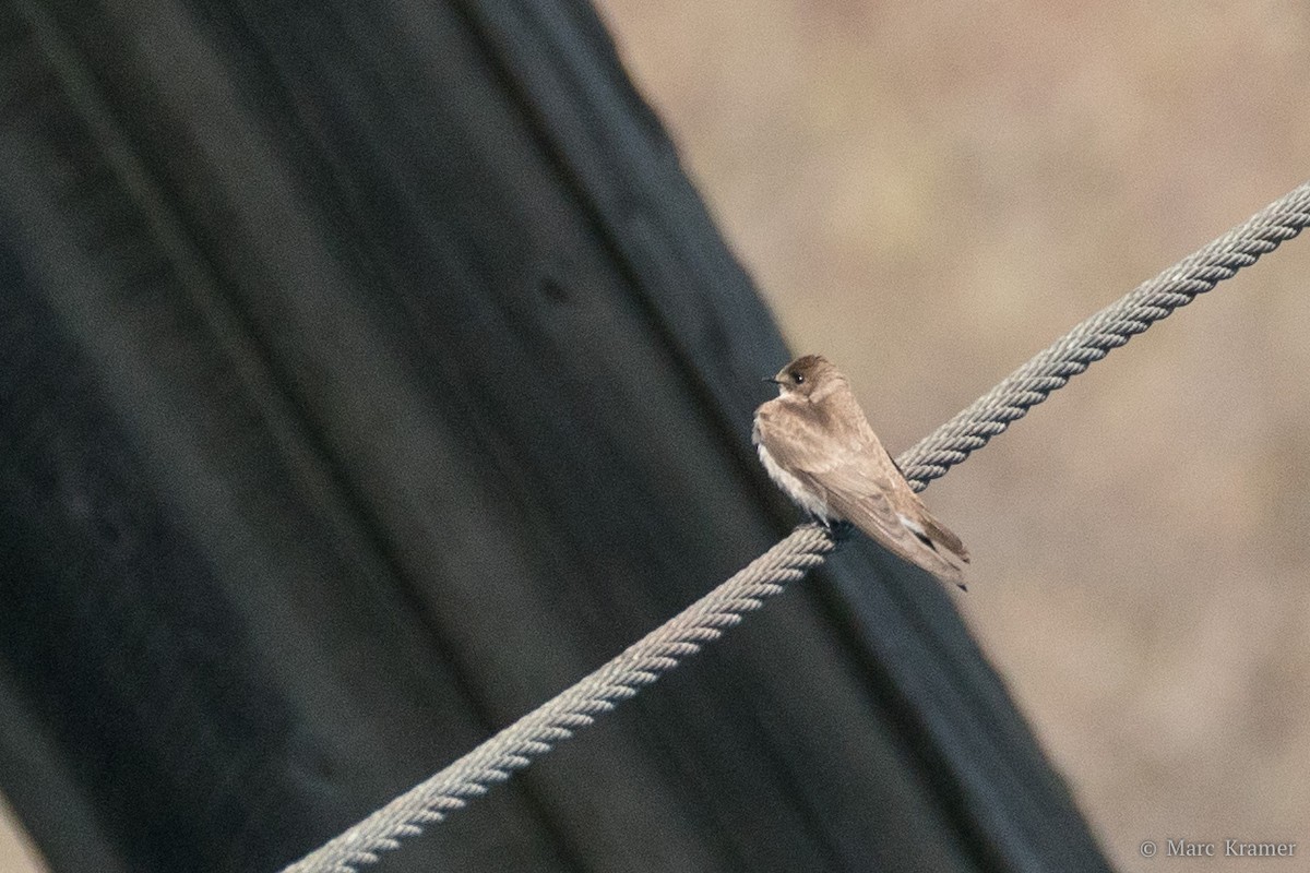 Hirondelle à ailes hérissées - ML456005781