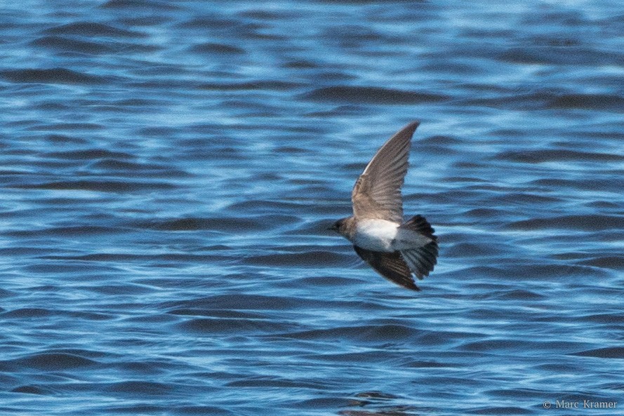 Hirondelle à ailes hérissées - ML456005891