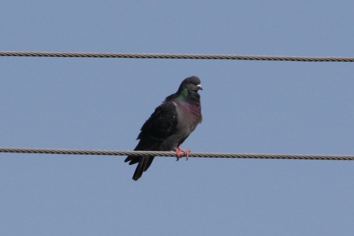 Rock Pigeon (Feral Pigeon) - ML456005951