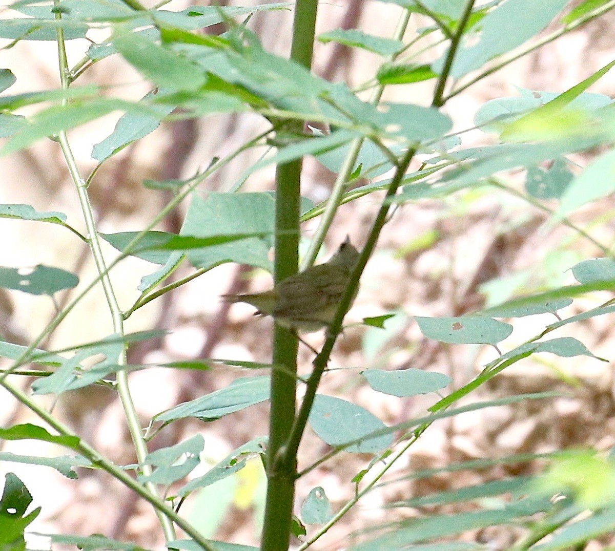 Black-browed Reed Warbler - ML456007611