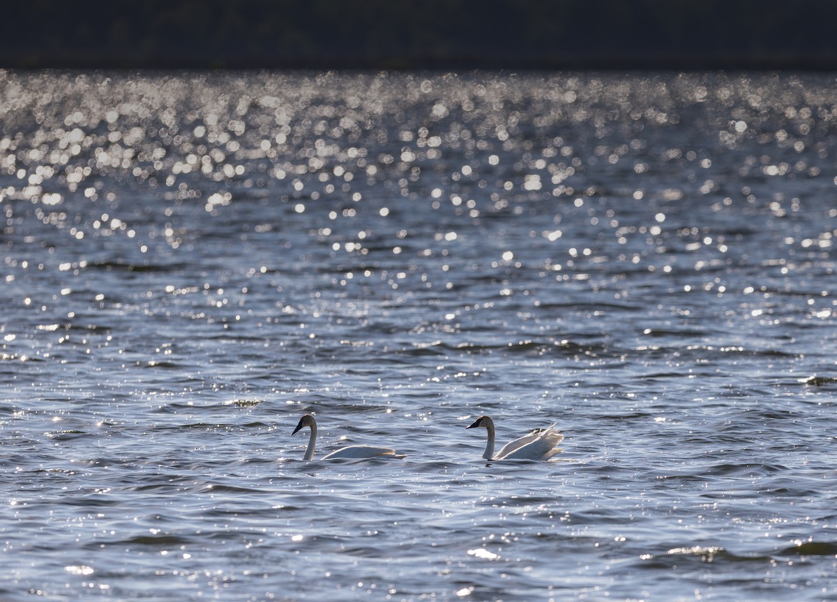 Trumpeter Swan - ML456007851