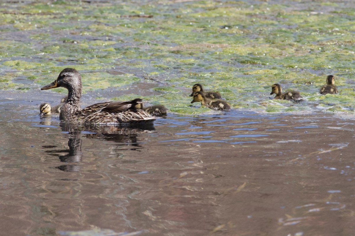 Canard colvert - ML456008241