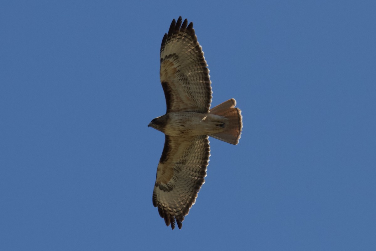 Red-tailed Hawk - Mitchell Dart