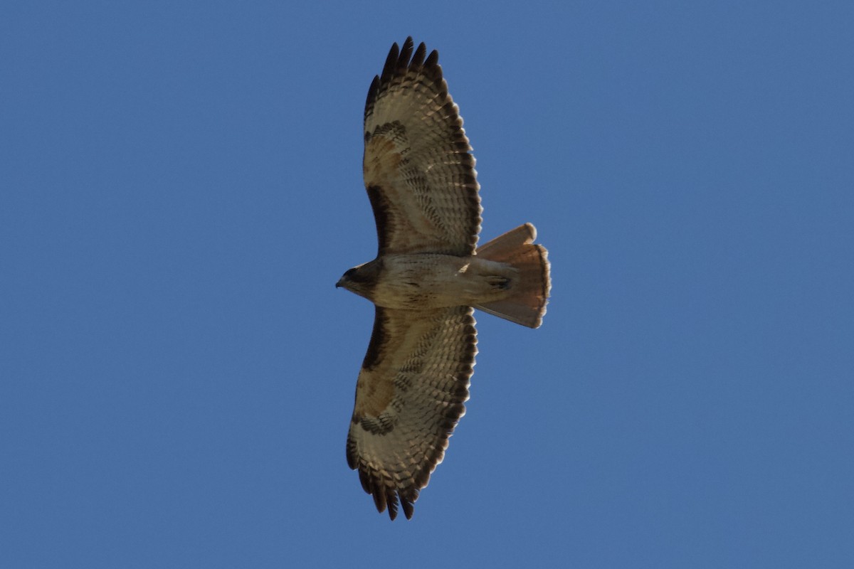 Rotschwanzbussard - ML456008291