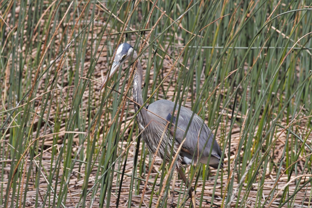 Garza Azulada - ML456008461