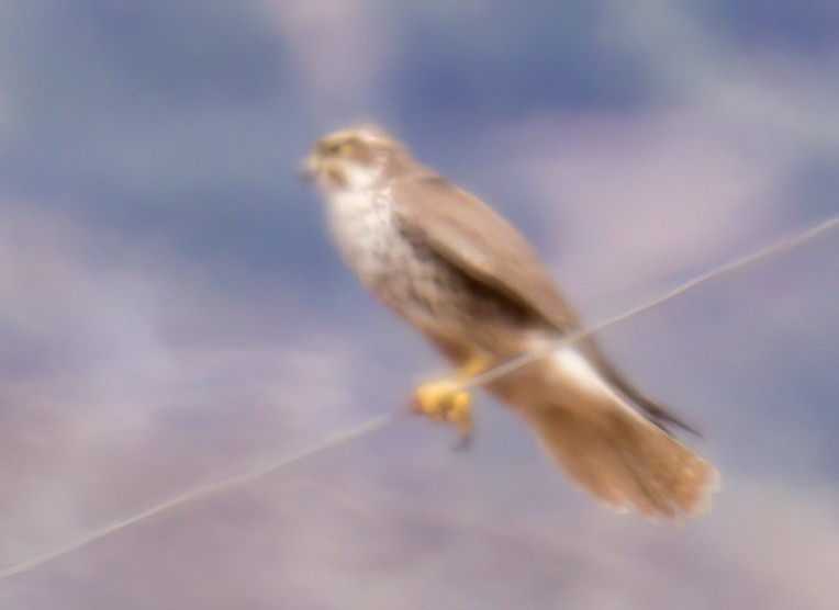 Prairie Falcon - ML456009491