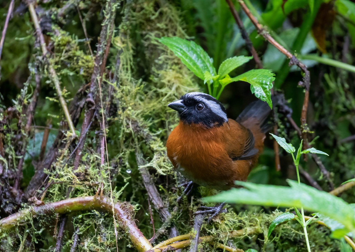 Cerquero Tangarino - ML456010611