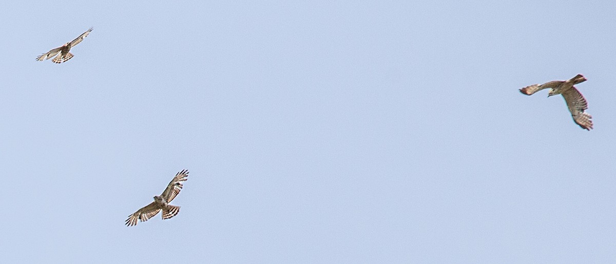 Broad-winged Hawk - ML456011941