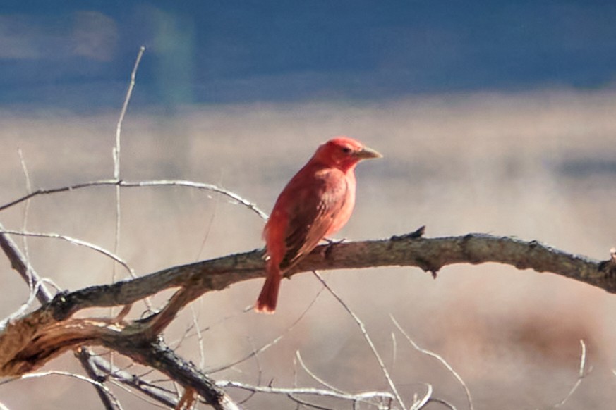 Summer Tanager - Ryan Downey
