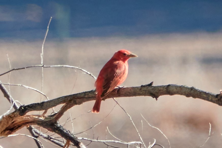 Summer Tanager - ML456012221