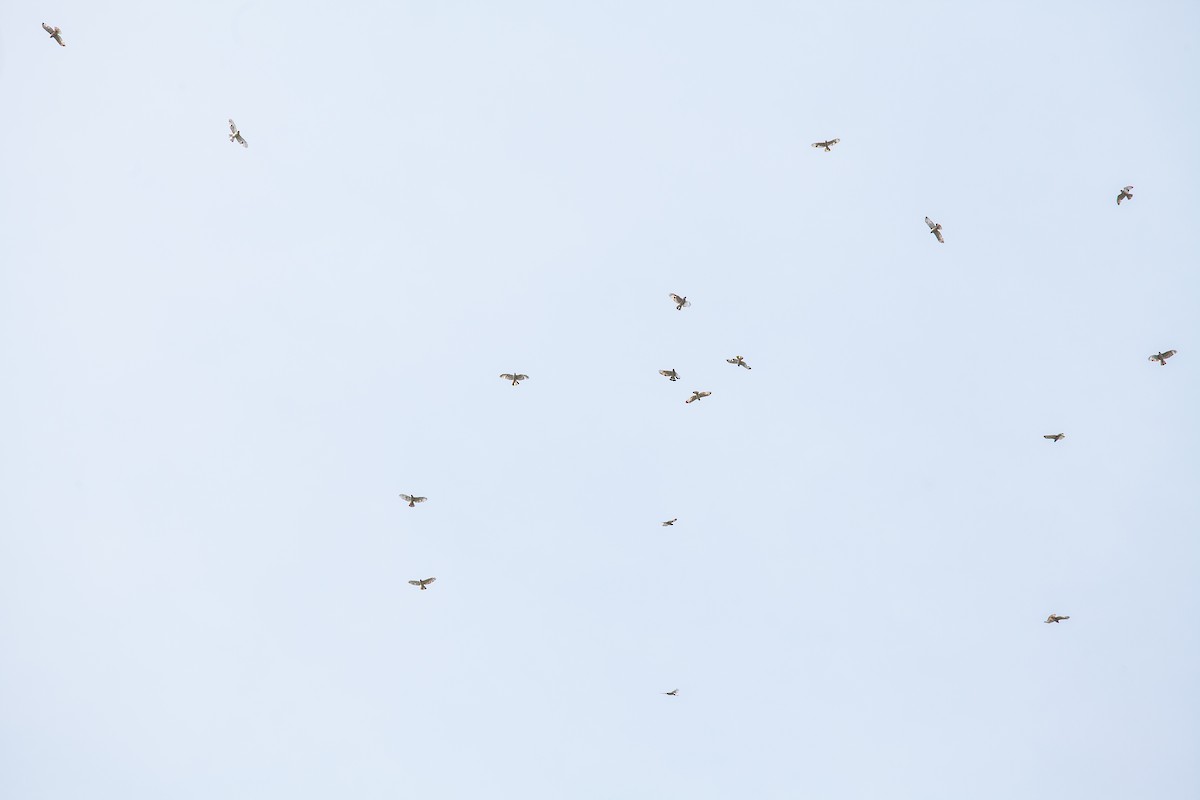 Broad-winged Hawk - ML456012301
