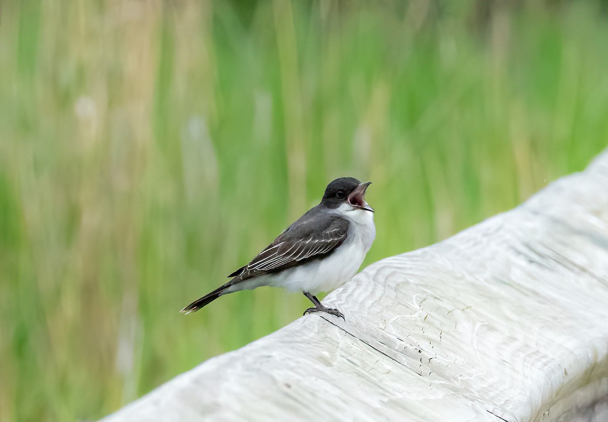 Eastern Kingbird - Robert Bochenek