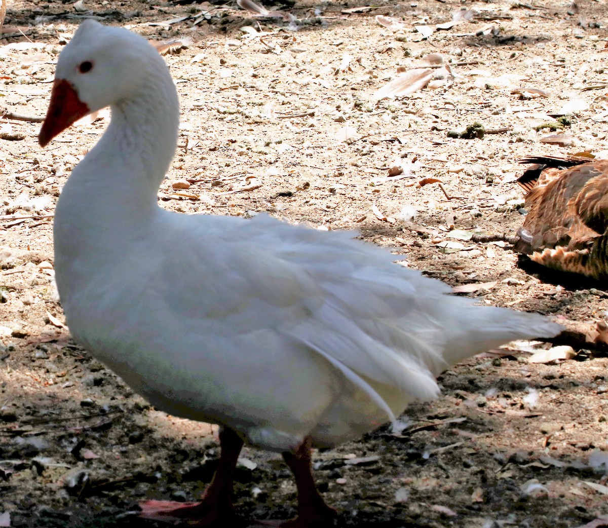 Antzara/Branta sp. - ML456012661