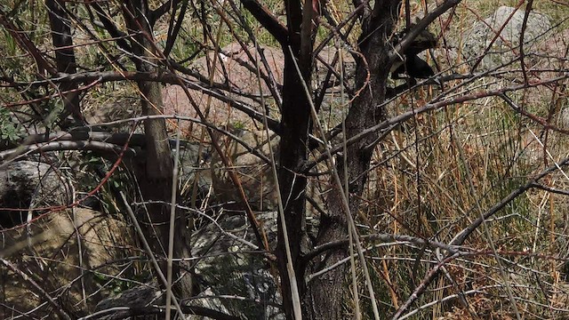 Black-billed Magpie - ML456012731