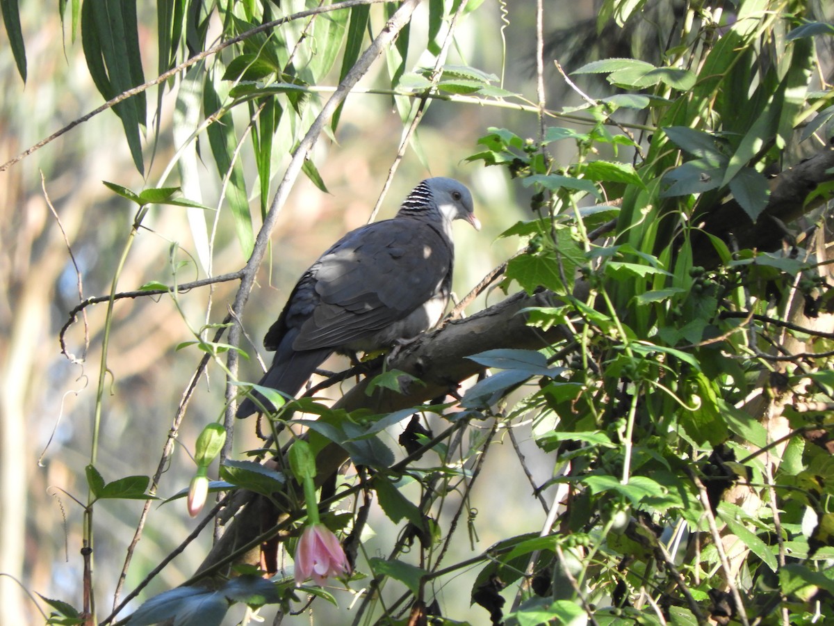 Nilgiri Wood-Pigeon - ML456013951