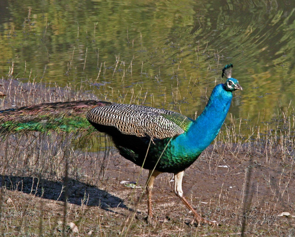 Indian Peafowl - Arlene Ripley