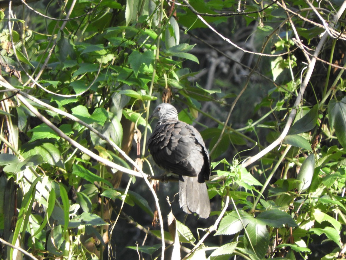 Nilgiri Wood-Pigeon - ML456014131
