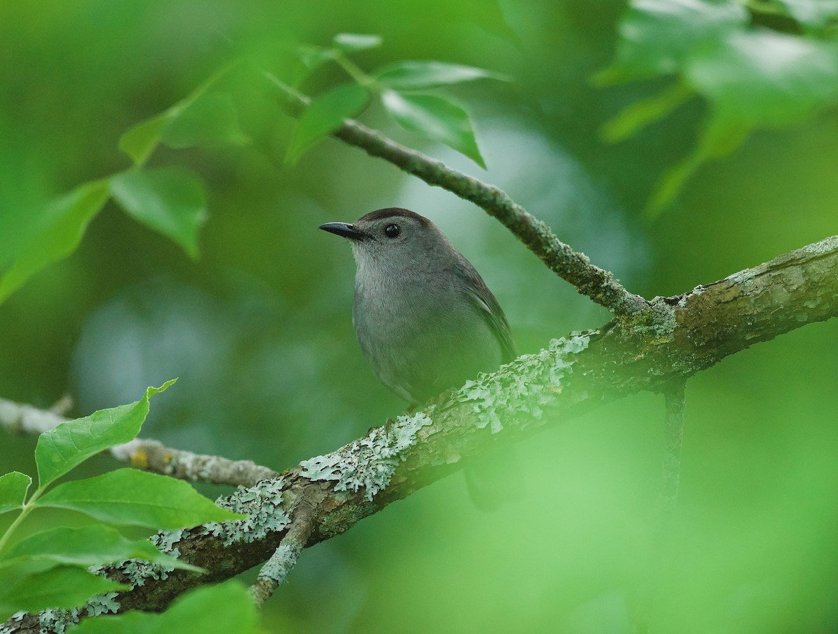 Gray Catbird - Anne Inga