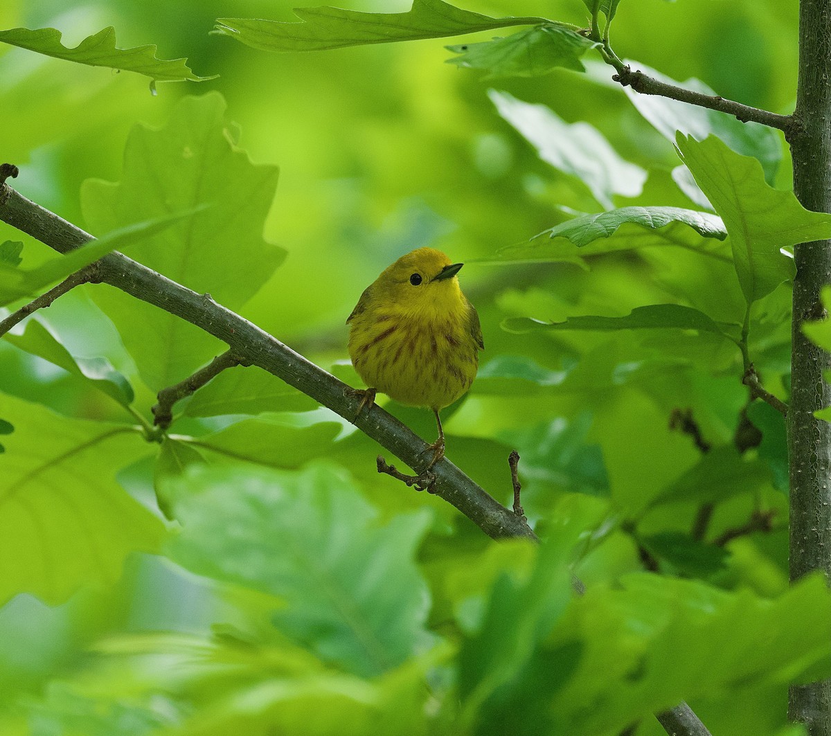 Yellow Warbler - ML456014841