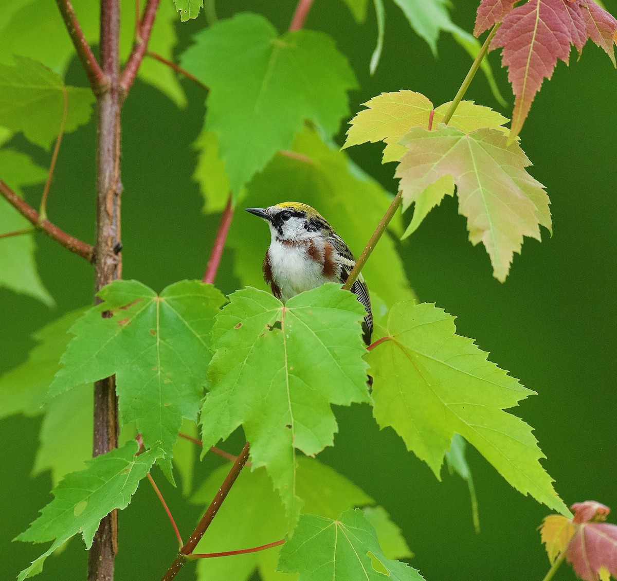 Chestnut-sided Warbler - ML456014981