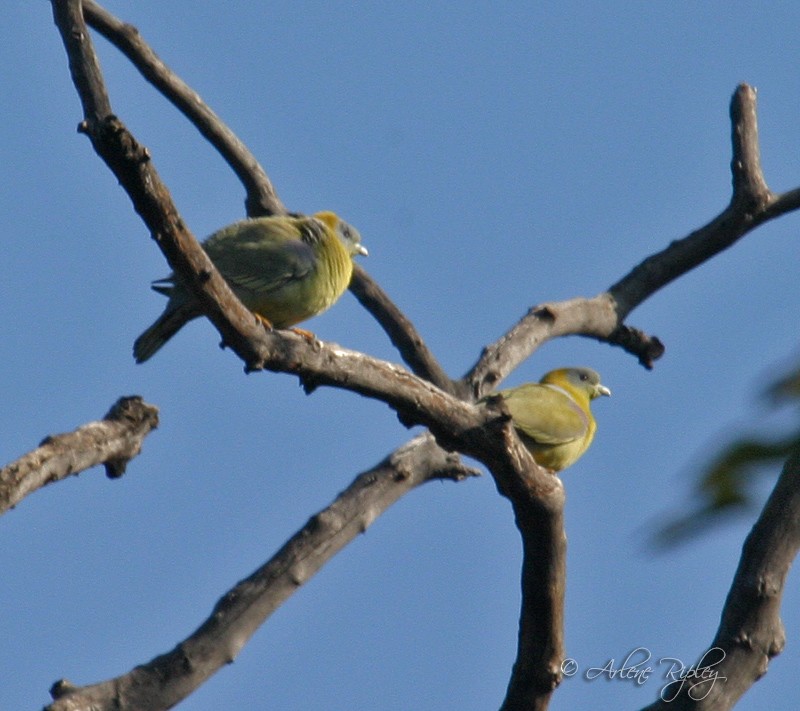 Yellow-footed Green-Pigeon - ML45601501