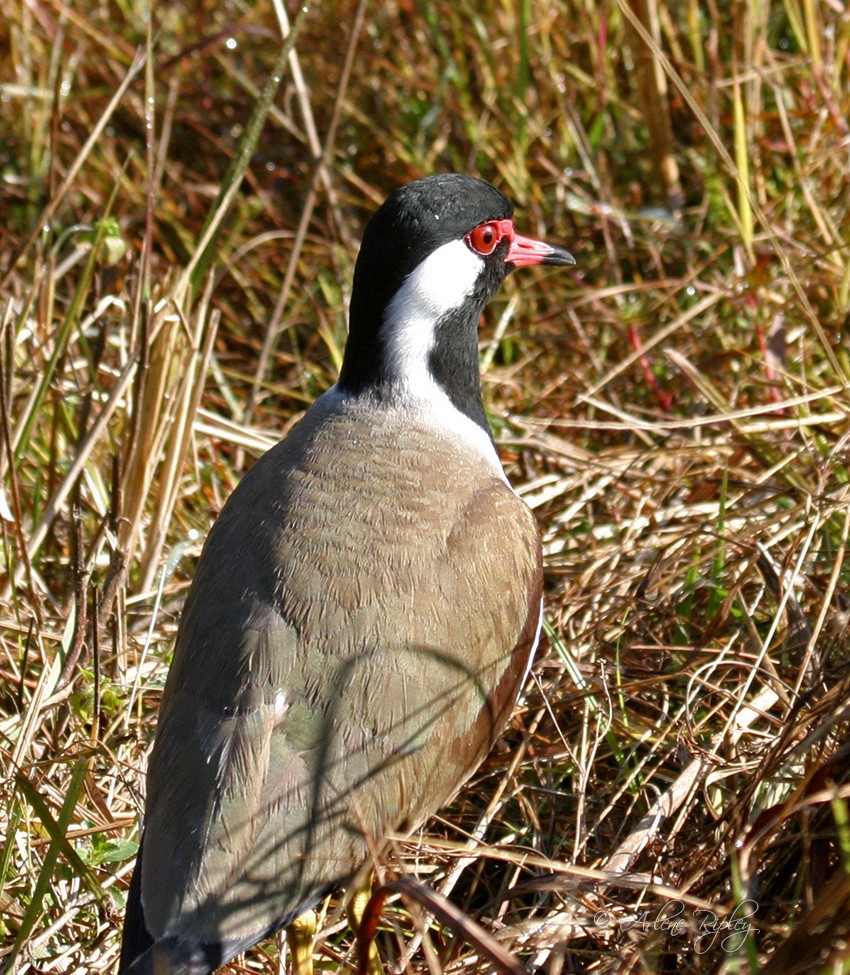 Red-wattled Lapwing - Arlene Ripley