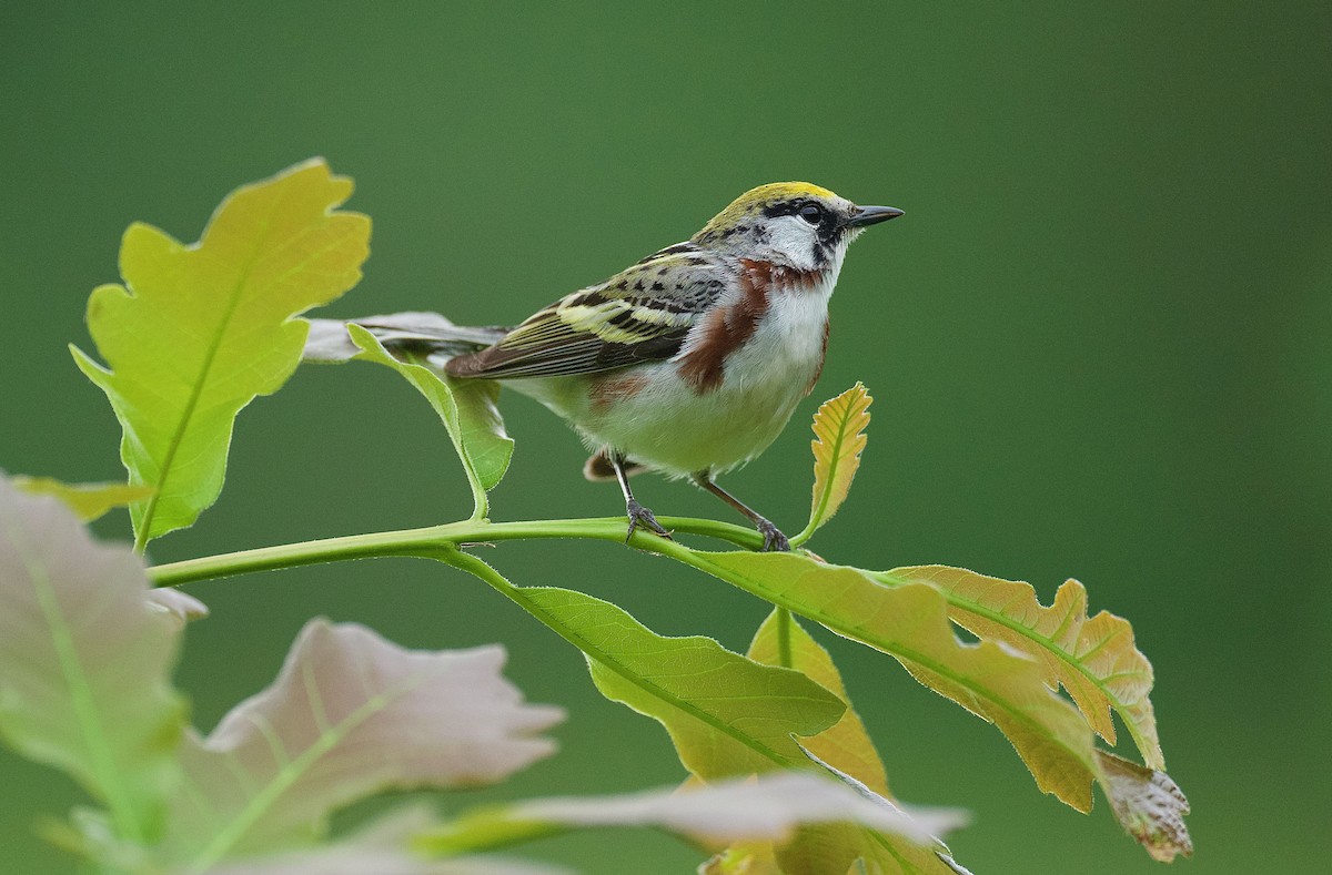 Chestnut-sided Warbler - ML456015231