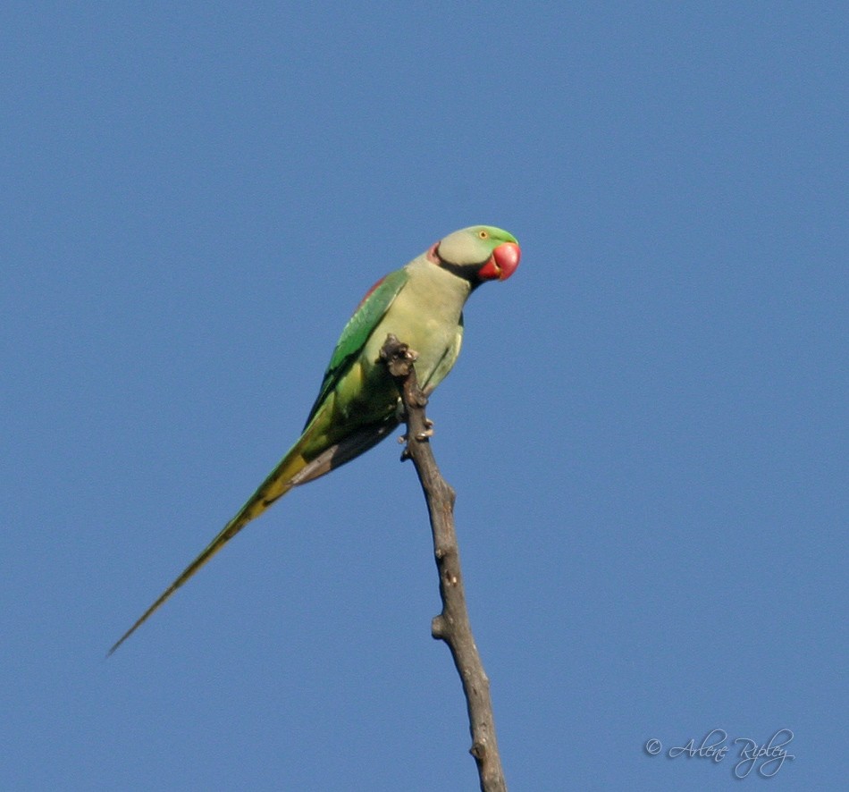 Alexandrine Parakeet - ML45601591