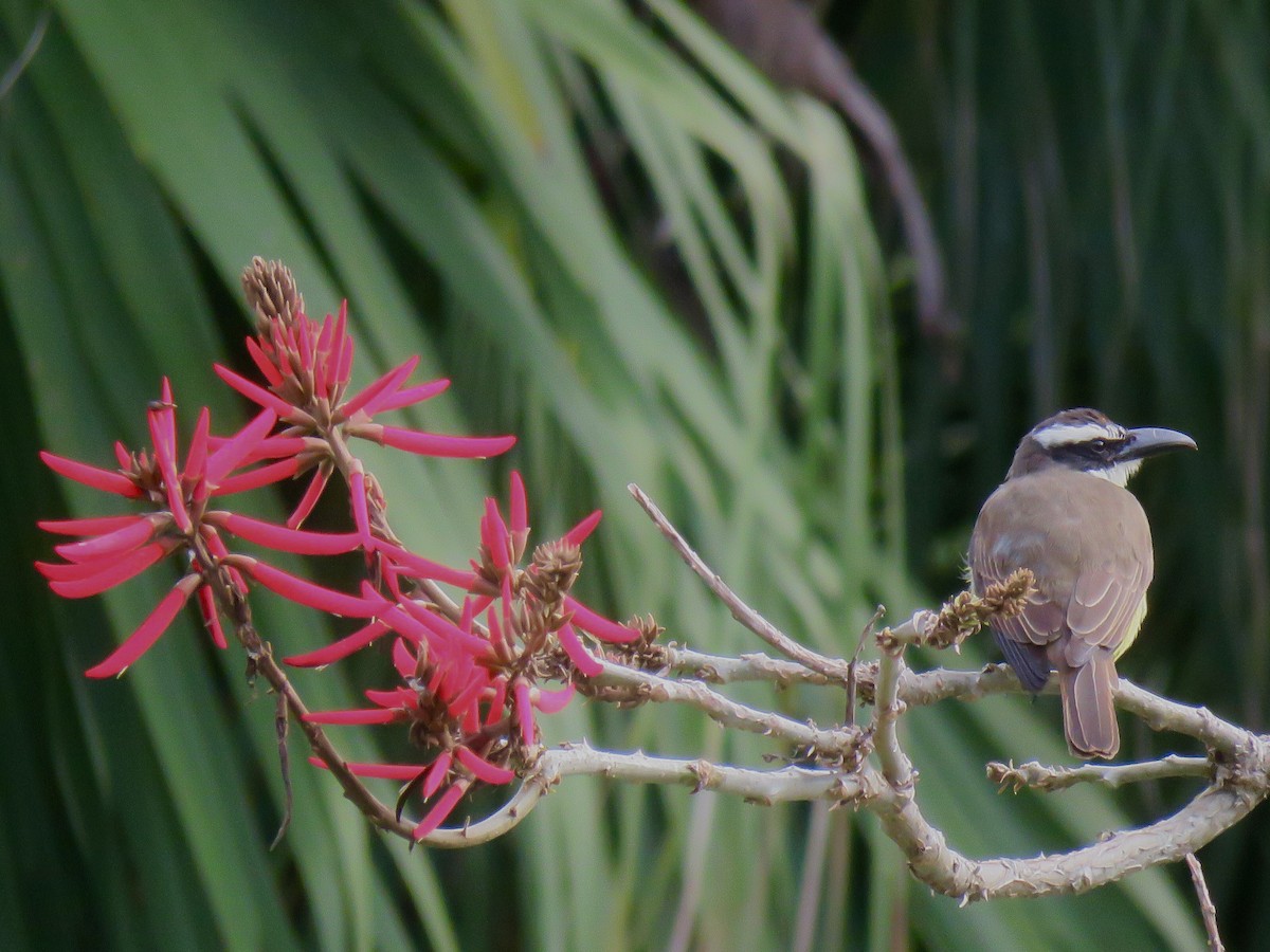 Boat-billed Flycatcher - ML456015941