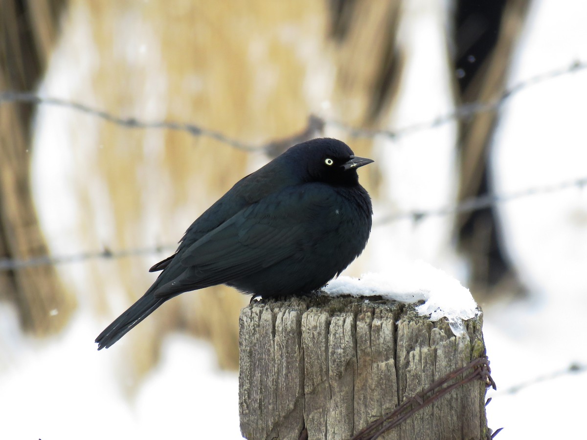 Brewer's Blackbird - Mark Ludwick