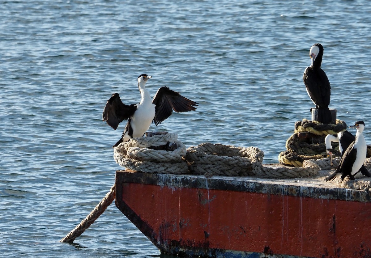 Pied Cormorant - ML456017191