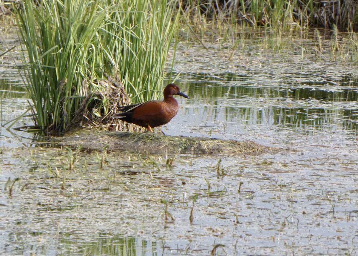 Cinnamon Teal - ML456019241