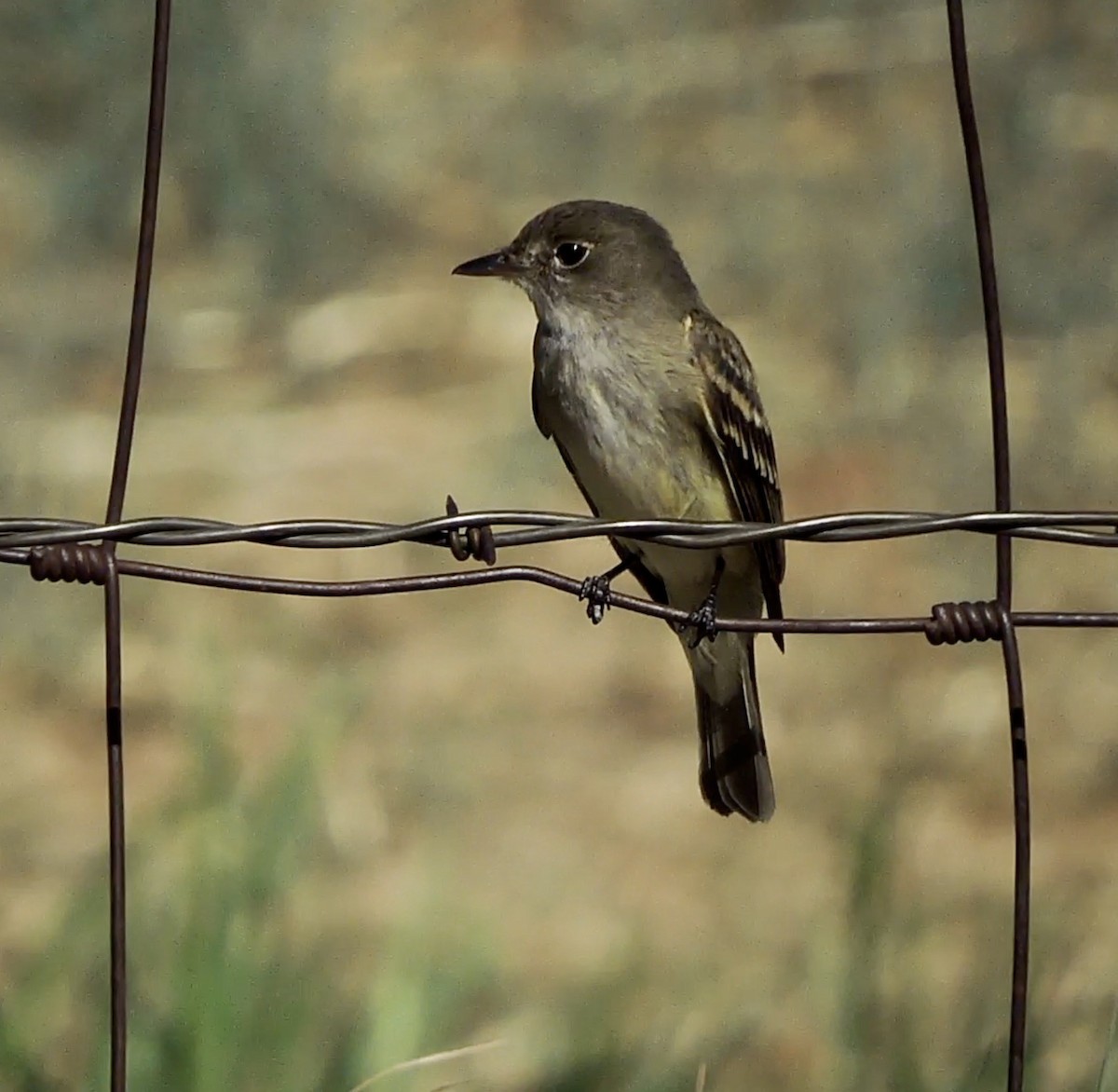 Alder Flycatcher - ML456019471