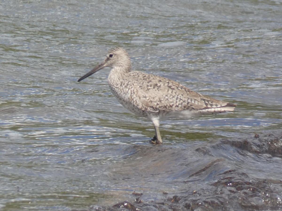 Willet - ML456019701