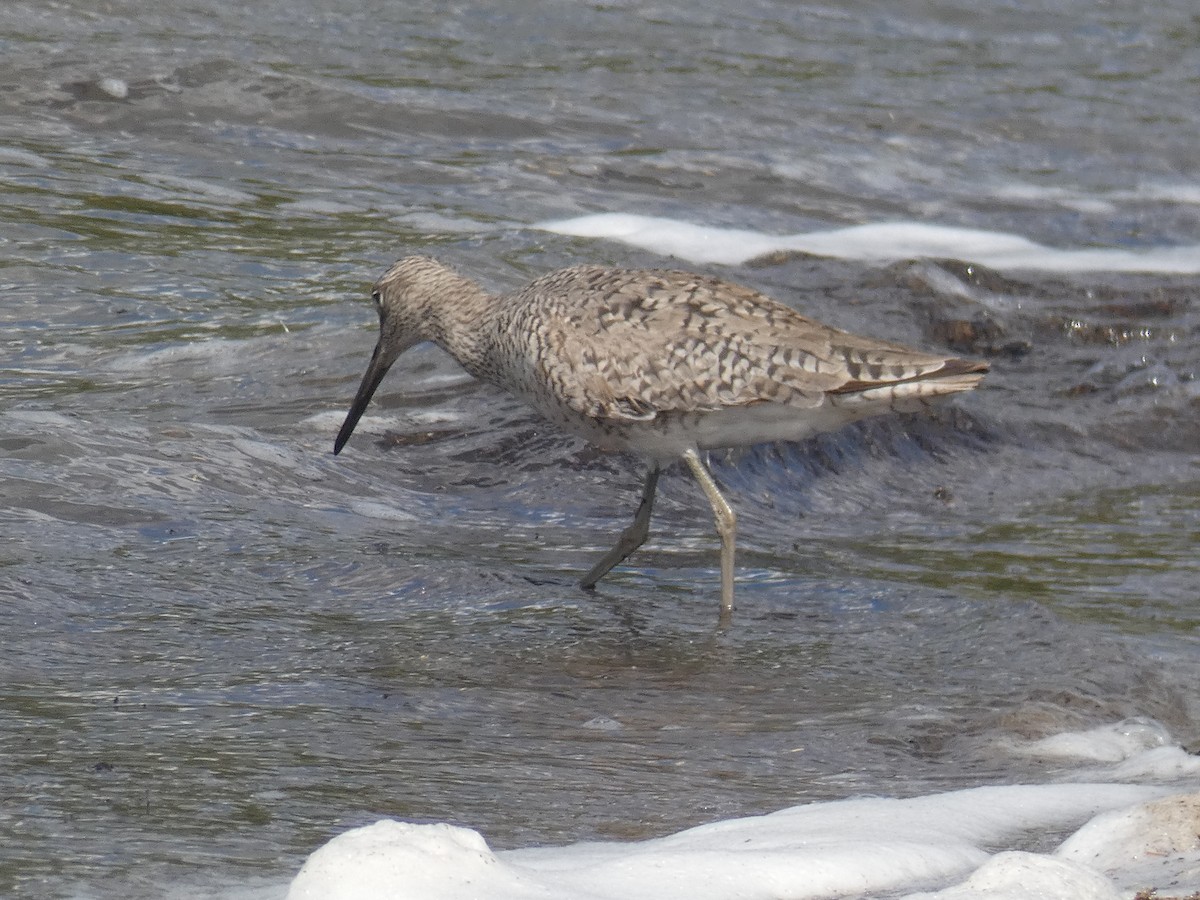 Willet - ML456019711