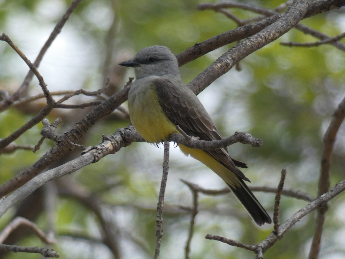 Western Kingbird - ML456019841