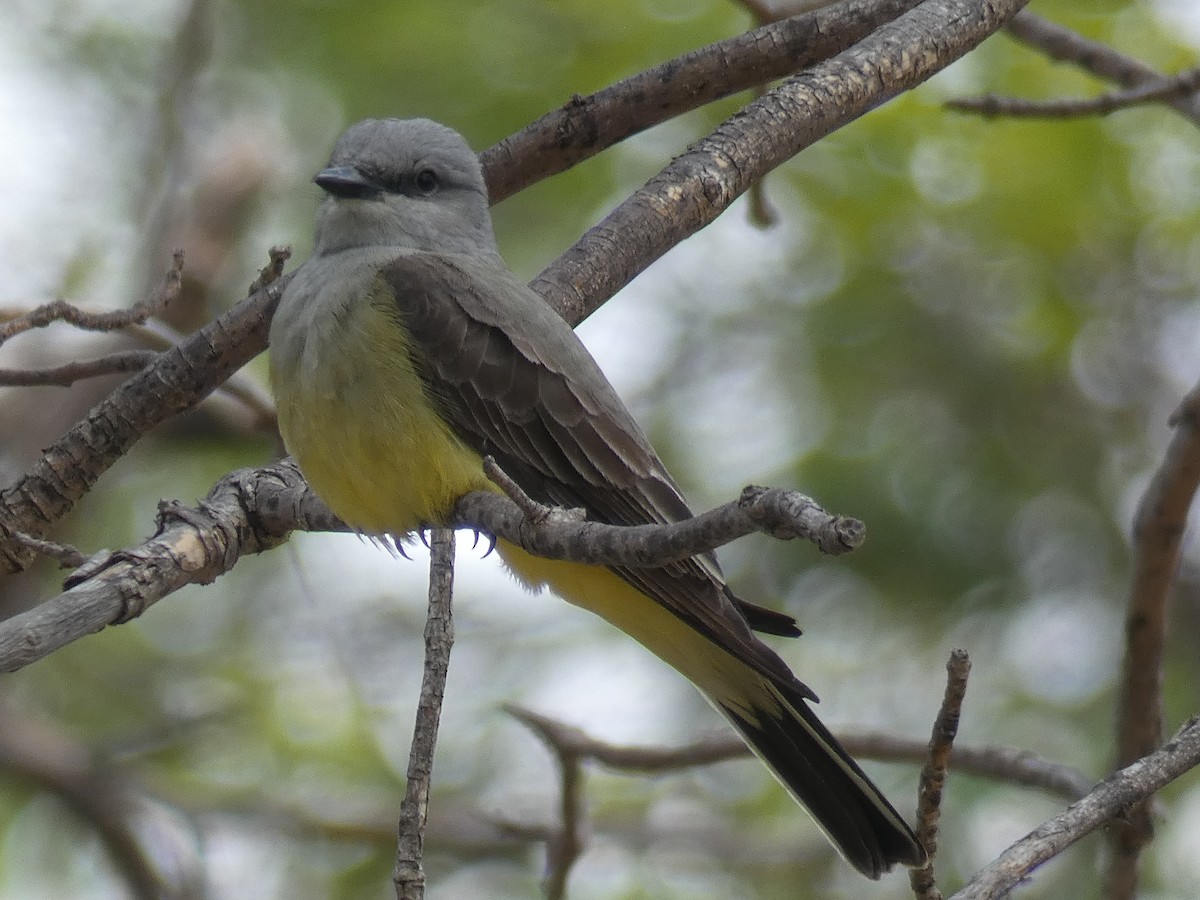 Western Kingbird - ML456019901