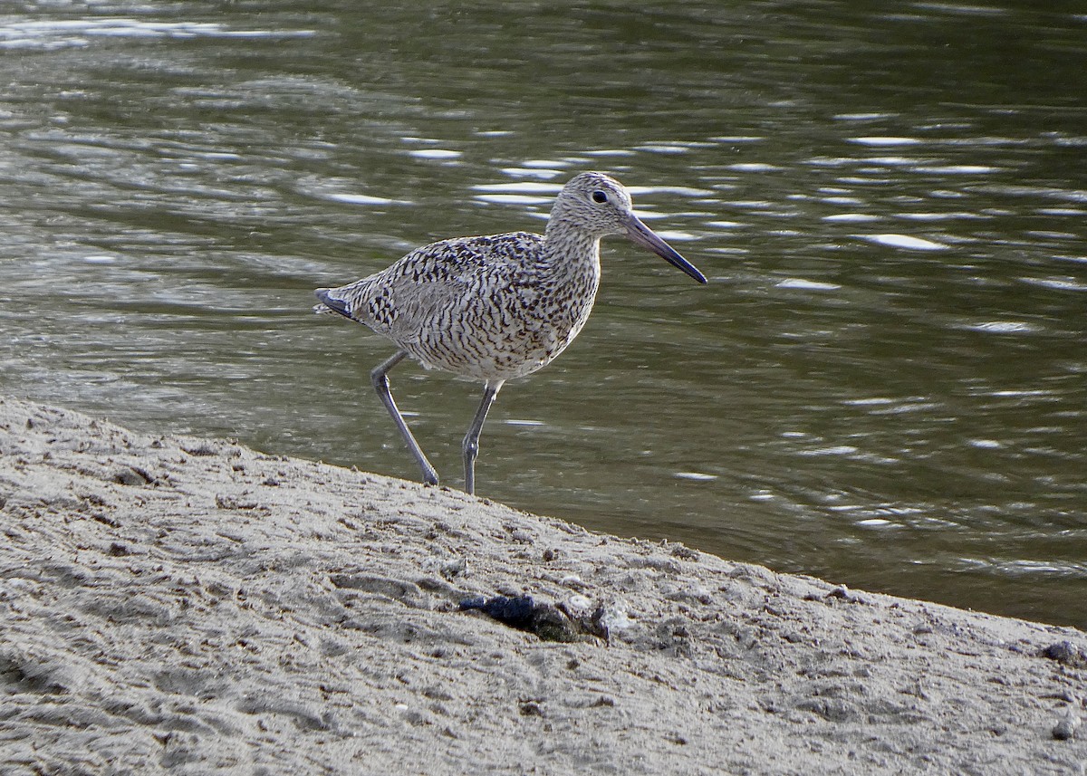 Willet - ML456020431